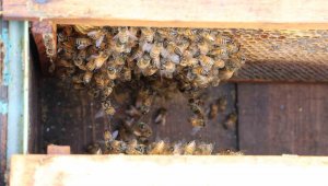 Arılar yıllar sonra ilk defa kış uykusuna erken yattı