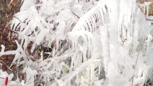 Elazığ'da araçlar ve ağaçlar buz tuttu