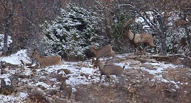 Elazığ'da yaban keçisi envanter çalışması yapıldı