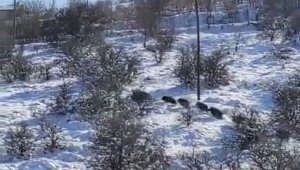 Harput'ta domuz sürüsü görüldü