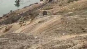 Koruma altındaki dağ keçileri Palu'nun eşsiz manzarasına dahil oldu