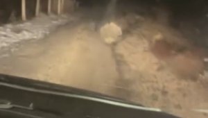 Koruma altındaki oklu kirpi Elazığ'da görüntülendi