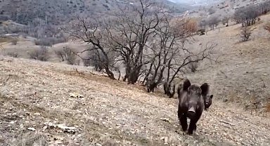 Elazığ'da domuz sürüleri görüntülendi