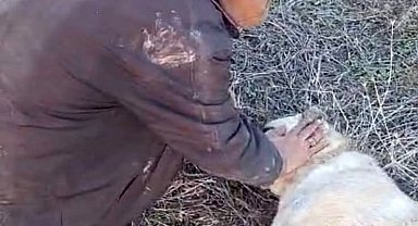 Elazığ'da kangal köpeği tüfekle vurularak öldürüldü