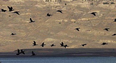 Elazığ'da su kuşu sayım çalışmaları