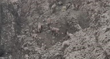 Sarp kayalıkları onlardan soruluyor: Koruma altındaki dağ keçileri sürü halinde görüldü