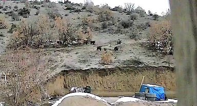 Doğal ortamında yiyecek bulmakta zorlanan domuzlar yerleşim yerine indi