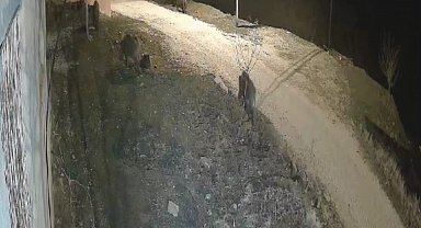 Elazığ'da yiyecek arayan domuz sürüsü köye indi
