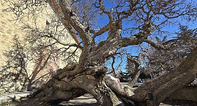 Kadir gecesi secde ettiği rivayet edilen 133 yıllık dut ağacı, görenleri hayrete düşürüyor