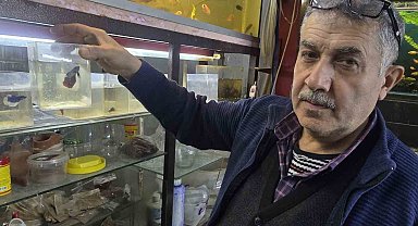Kavgacı balıklar ayrı bölümlerde tutularak satışa sunuluyor