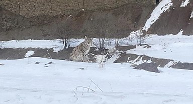 Kırmızı listedeki vaşak Elazığ'da görüldü