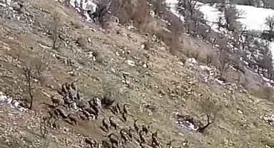 Nesli tükenme tehlikesi bulunuyordu, Elazığ'da sürü halinde görüldü