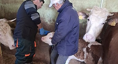 Elazığ'da aşı ve küpeleme çalışması