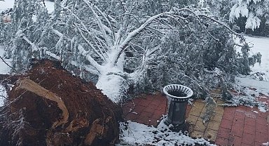 Elazığ'da kar yağışı sonrası ağaç devrildi