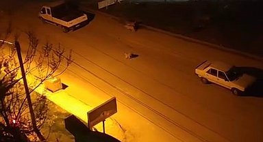 Elazığ'da sokak köpekleri çocuğa saldırdı