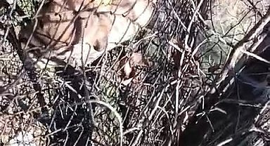 Elazığ'da tellere sıkışan yavru köpeği vatandaş kurtardı