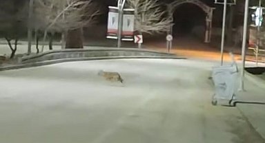 Kurt sürüsü Harput'ta görüntülendi