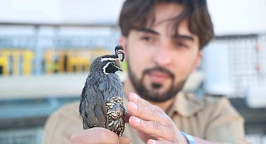 Üniversiteli genç ürettiği egzotik bıldırcınları dünyaya ihraç ediyor