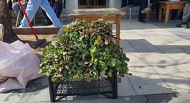 Yılın ilk kuzu kulağı tezgahlardaki yerini aldı