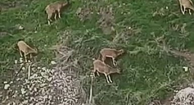 Avlanması halinde 650 bin lira cezası olan dağ keçileri sürü halinde Harput'ta görüntülendi