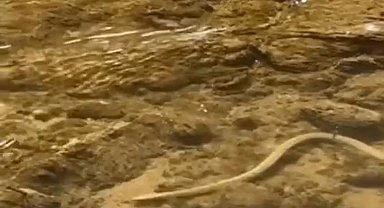 Elazığ'da su yılanı balık avlarken görüntülendi