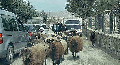 Elazığ'da trafikte sürpriz konuk: Koyun sürüsü şehir merkezinde yol kesti