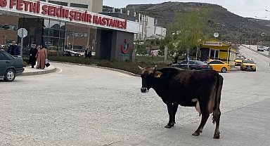 Elazığ'da yolunu kaybeden inek hastane önünü mesken tuttu