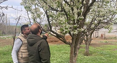 Elazığ'da zirai don sonrası hasar tespit çalışmaları sürüyor