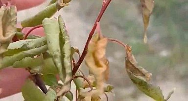 Elazığ'da zirai don tarımsal üretime zarar verdi