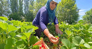 Aromasıyla dikkat çeken 'Kuyulu' çileğinde hasat başladı