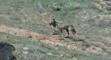 Elazığ'da doğanın nadir konukları görüntülendi