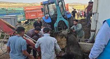 Bağını kopararak foseptik çukuruna düşen boğa kurtarıldı