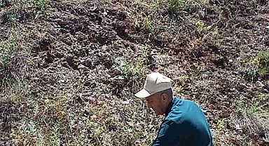 Elazığ'da ada çayı izleme çalışması yapıldı