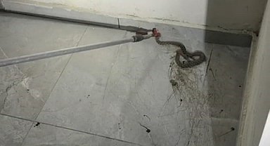 Elazığ'da apartmanda görülen yılan paniğe neden oldu