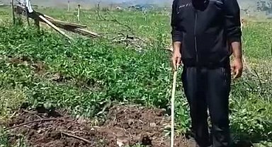 Elazığlı çiftçi, çilek bahçesini talan eden domuzlara sitem etti