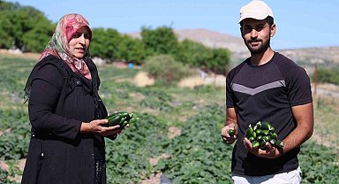 14 yıldır tarladan sofraya: Hal fiyatına organik salatalık