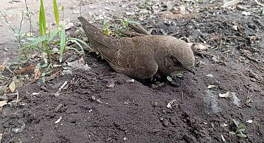 Bitkin halde bulduğu ebabil kuşunu besleyip, doğa koruma ekiplerine teslim etti