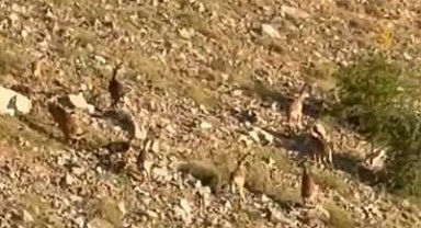 Elazığ'da dağ keçileri görüntülendi