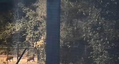 Elazığ'da domuz sürüsü yerleşim yerine indi