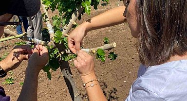 Elazığ'da dut bahçelerinde aşılama çalışması