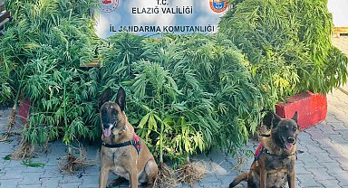 Elazığ'da jandarma, uyuşturucu satıcılarına göz açtırmıyor