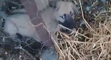 Elazığ'da kafasını tel örgülere sıkıştıran yavru köpeği vatandaşlar kurtardı