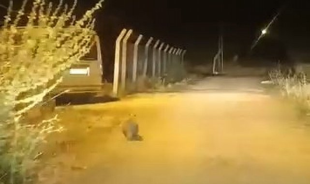 Elazığ'da kırmızı listede bulunan porsuk görüldü