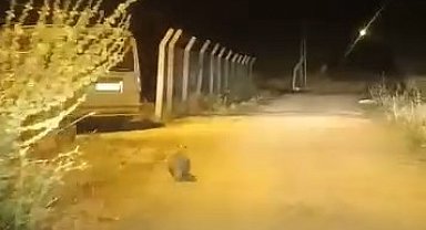Elazığ'da kırmızı listede bulunan porsuk görüldü
