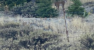 Elazığ'da nesli tükenmekte olan vaşak görüldü