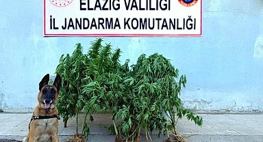 Elazığ'da tapulu arazide kenevir ele geçirildi