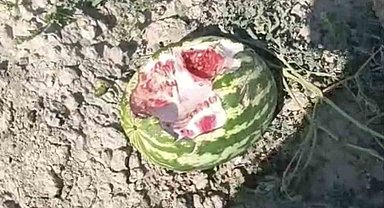 Elazığ'da yaban domuzları karpuz tarlalarına dadandı