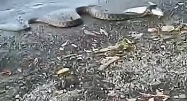 Elazığ'da yılanın balık avı kamerada