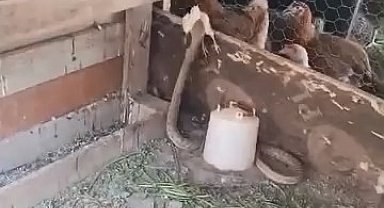 Kümese giren yılan civcivi telef etti