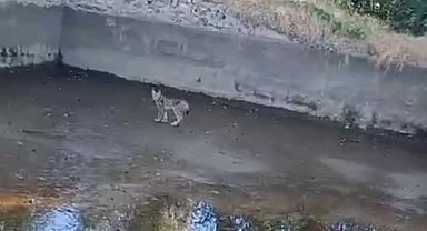 Nesli tehdit altındaki vaşak Elazığ'da görüntülendi